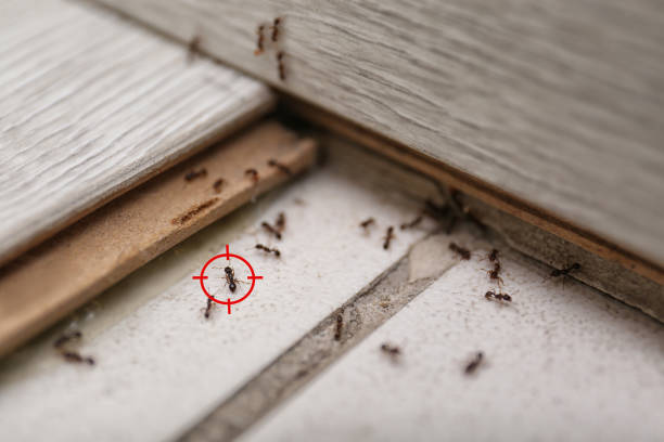 Flea Control Services in Spencerville, NM